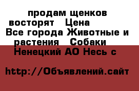 продам щенков восторят › Цена ­ 7 000 - Все города Животные и растения » Собаки   . Ненецкий АО,Несь с.